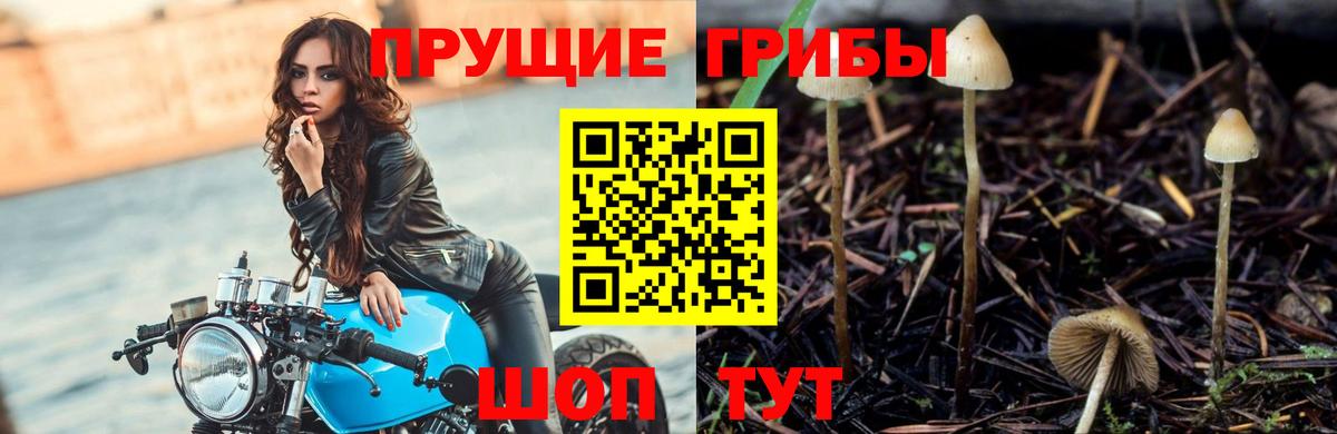 Михайловка  Псилоцибиновые грибы GOLDEN TEACHER  Вход с VPN 